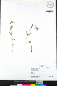 Epilobium ciliatum image