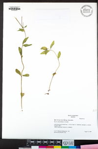 Epilobium hallianum image