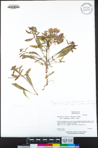 Eremothera boothii image