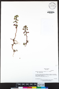 Ludwigia peploides subsp. peploides image