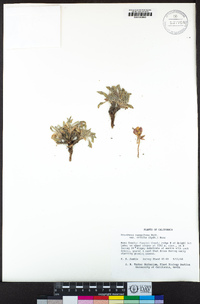 Oenothera cespitosa subsp. crinita image