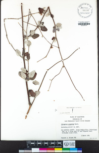 Eriogonum cinereum image