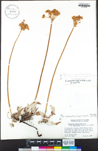 Eriogonum compositum image