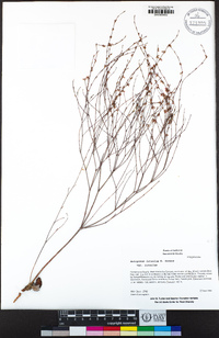 Eriogonum luteolum var. luteolum image