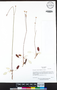 Eriogonum nudum image