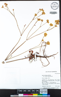 Eriogonum nudum image