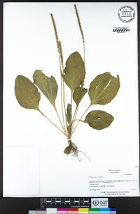 Plantago major image