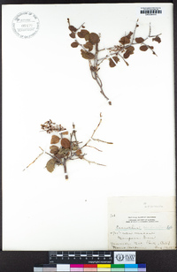 Ceanothus cordulatus image