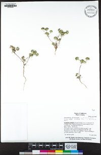 Navarretia divaricata subsp. vividior image