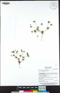 Navarretia divaricata subsp. vividior image