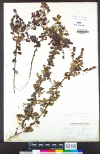 Ceanothus foliosus var. vineatus image