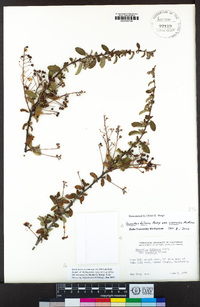 Ceanothus foliosus var. vineatus image