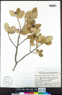 Frangula californica subsp. crassifolia image