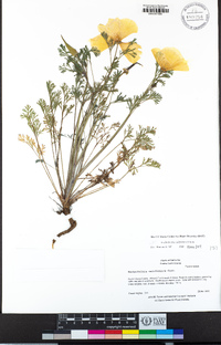 Eschscholzia californica image