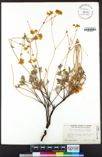 Eriogonum umbellatum var. chlorothamnus image
