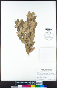 Quercus vacciniifolia image