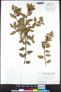 Quercus vacciniifolia image