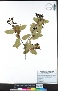 Quercus wislizeni var. wislizeni image