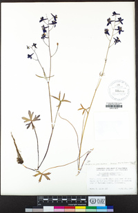 Delphinium gracilentum image