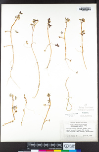 Ranunculus lobbii image