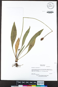 Plantago lanceolata image