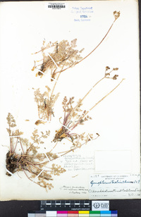 Cymopterus terebinthinus var. californicus image