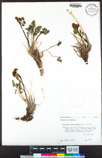 Cymopterus panamintensis image