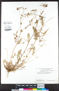 Erodium cicutarium image