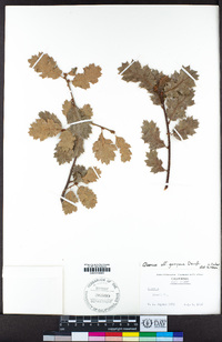 Quercus garryana image