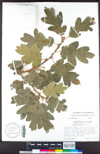 Quercus garryana var. garryana image