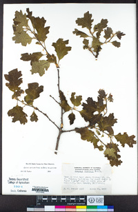 Quercus garryana var. garryana image