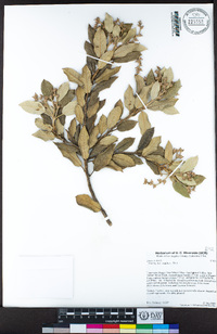 Quercus ilex image