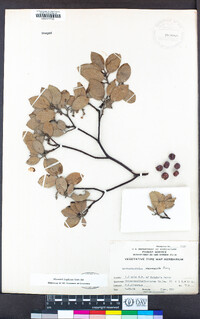 Arctostaphylos manzanita image