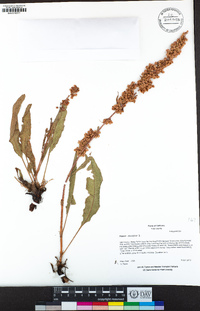 Rumex crispus image