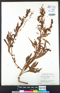 Rumex salicifolius image