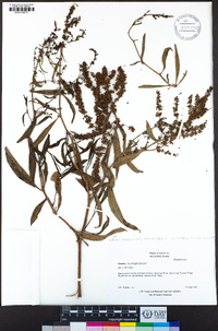 Rumex triangulivalvis image