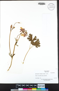 Aquilegia formosa image