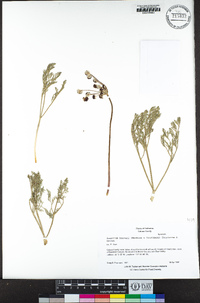 Lomatium hooveri image