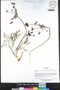 Lomatium hooveri image