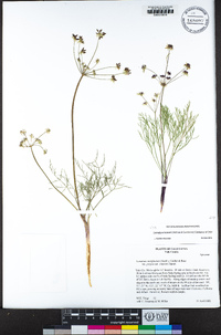 Lomatium hooveri image