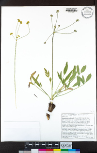 Lomatium nudicaule image