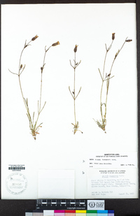 Silene sargentii image