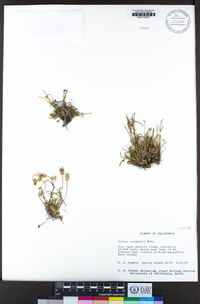 Silene sargentii image