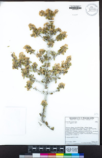 Ceanothus greggii image