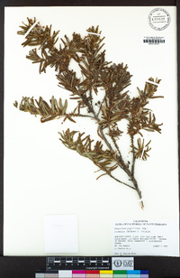 Ceanothus papillosus var. roweanus image