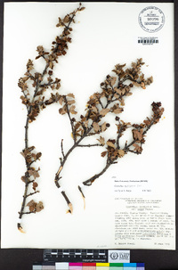 Ceanothus pinetorum image