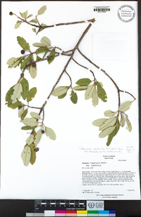 Frangula californica image