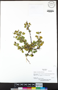 Rhamnus ilicifolia image