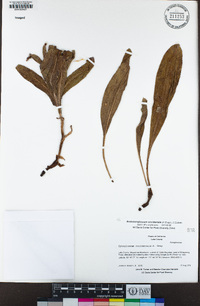 Andersonglossum occidentale image