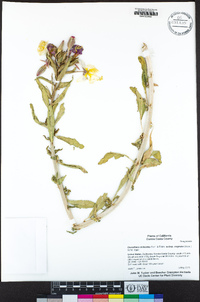 Oenothera deltoides image